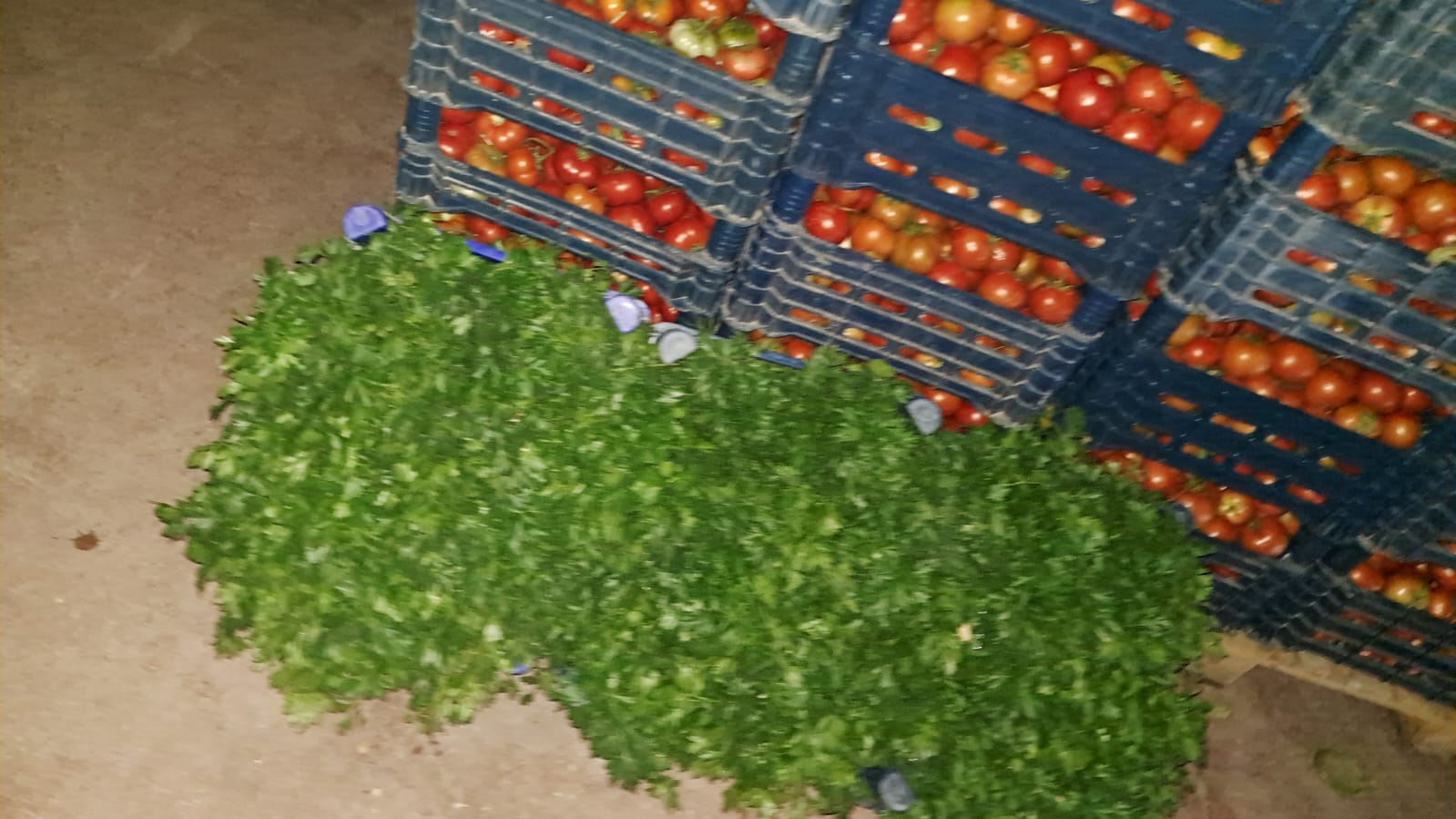 Asaf Tarım ve Hayvancılık